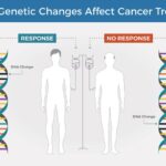 How do Genes Affect the Cancer Growth?