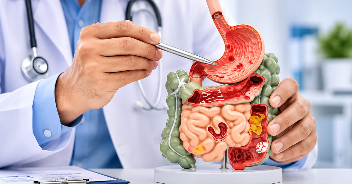 Medical professional demonstrating a colorful digestive system model, pointing with forceps at the stomach area.